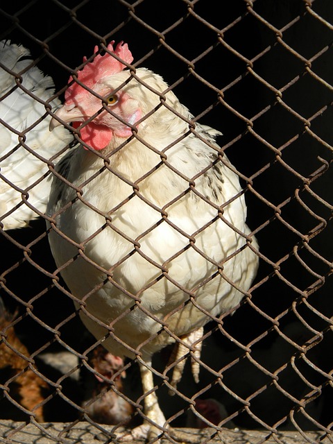 场真正的足 场真正的足