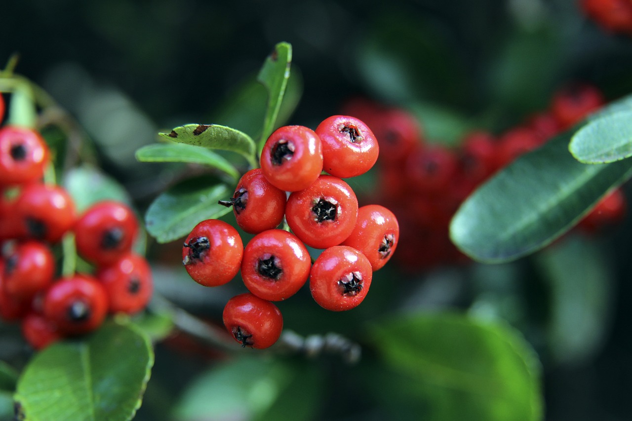 比赛中大放 比赛中大放