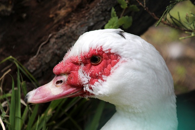 其他國家隊 其他國家隊